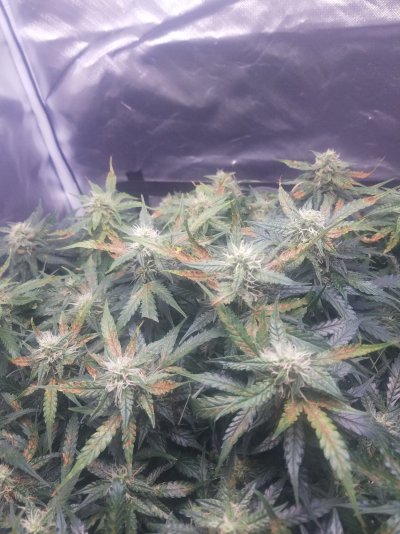 Help first auto and about done