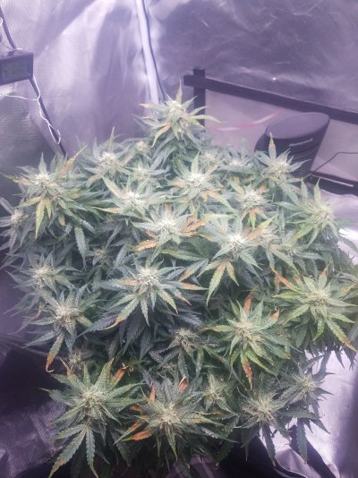 Help first auto and about done