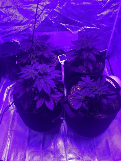 hello-first-time-grower-and-having-some-serious-problems-2.jpeg