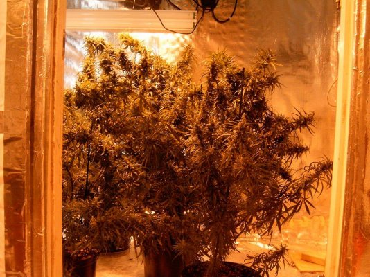 sativa 001.JPG
