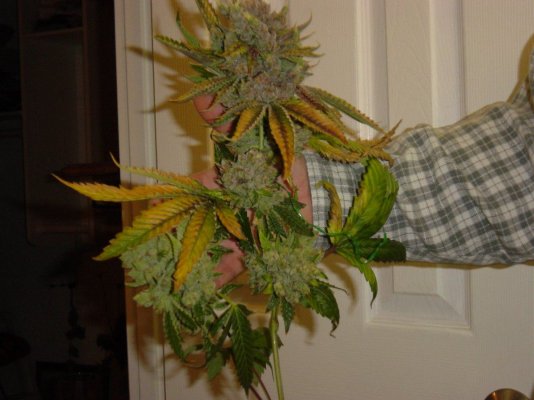 buds 049.JPG