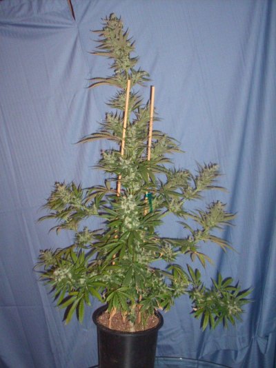90 daze Johnny Blaze a.k.a Blueberry Haze