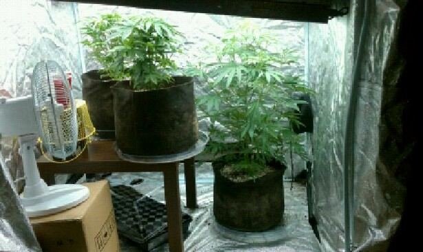 The Godfather ladies in all their glory. And the green crack seedling...the begining