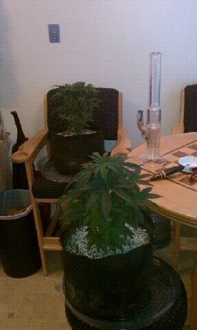 The Godfather ladies in all their glory. And the green crack seedling...the begining