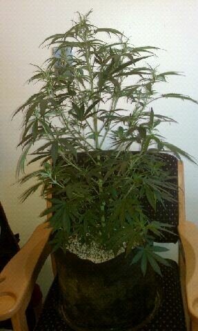 The Godfather ladies in all their glory. And the green crack seedling...the begining