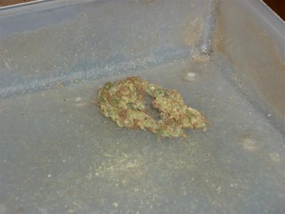 Sweet Skunk (Large).jpg