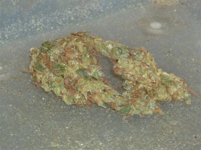 Sweet Skunk (2) (Large).jpg