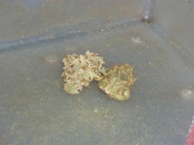 Sweet Skunk (Large).jpg