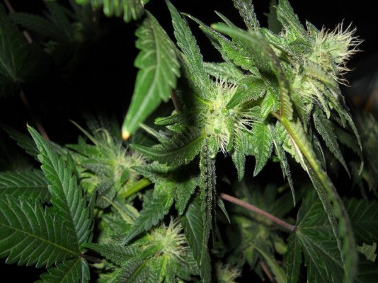 its Chemband Babyyyy! (chem sis/d x 707 headband)
