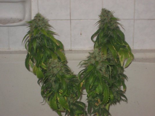 gl2 day64f f.JPG