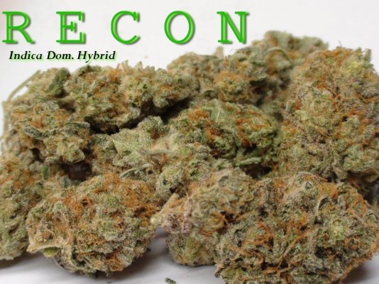 The Cannabis Connoisseur Connection (YOUTUBE)