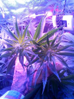 IMG_20201215_202832.jpg