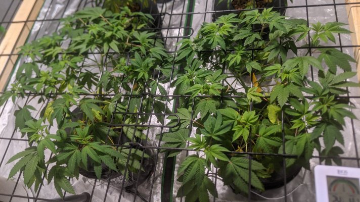 New grower/Aeroponics/ScroG/CMH