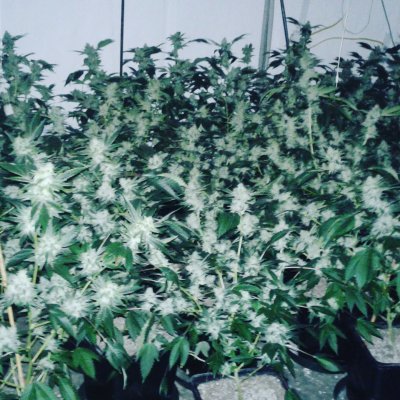 What is your favorite nutes, other than foxfarm