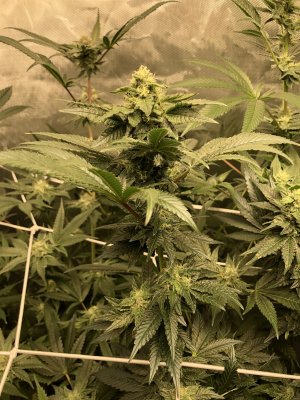 Day 21 flower, not the results I was hoping for. Looking for pointers on what NOT to do next run, going from coco to DWC