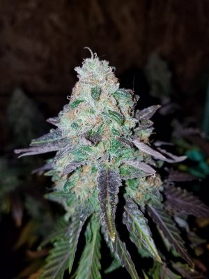 Let's See Your Frostiest Flowers