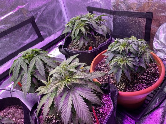 first-time-grower-4.jpeg