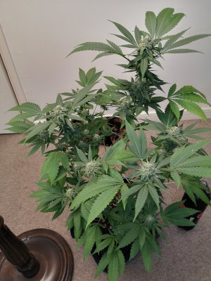 Budd's grow thread. . 'The Garden.