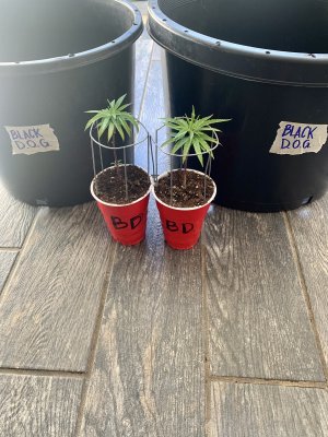 Super Soil T5 Veg / Outdoor Flower