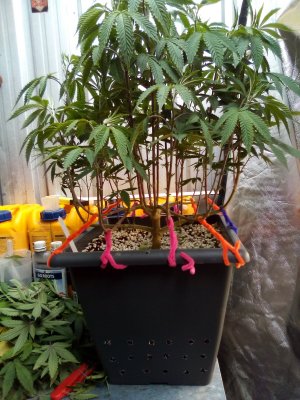 IMG_20201219_084923.jpg