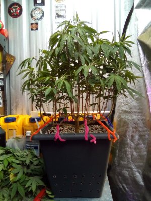 IMG_20201219_084950.jpg