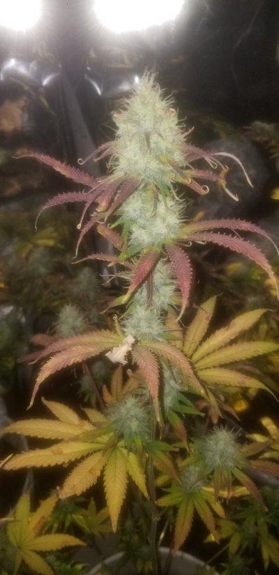 First Grow Skywalker OG (Organic)