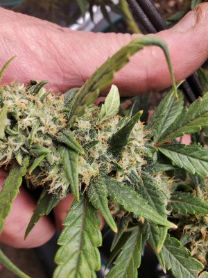 Bud Goodman's Perpetual Thread of Perpetually Good Buds, Man.