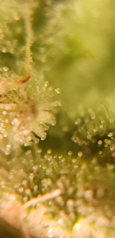 Advice on when to start my flush