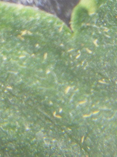 russet-mites-and-broad-mite--gutted-ive-done-this-8.jpg