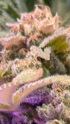 Screenshot_20201220-131632.png