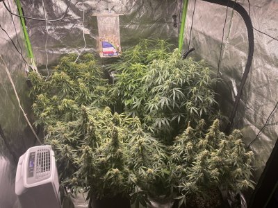 Calcium issues with autos and calmag
