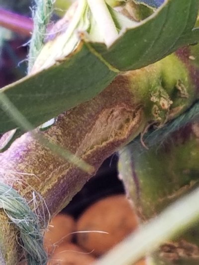help--plant-growing-so-fast-the-branches-are-splitting-3.jpg