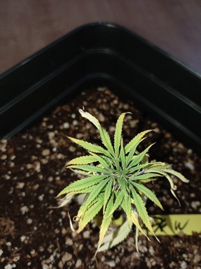 Clones die after transplanting into coco