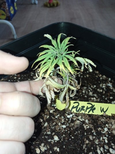 Clones die after transplanting into coco
