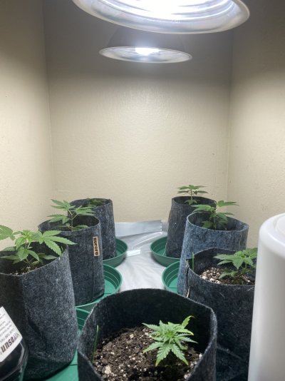 mars-hydro-ts600watering-questions-3.jpeg