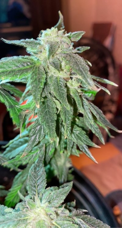 New grower looking to learn.