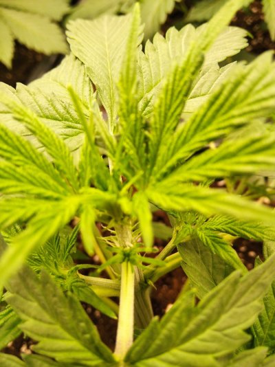 20-days-old-plants-start-floweringis-this-normal.jpg