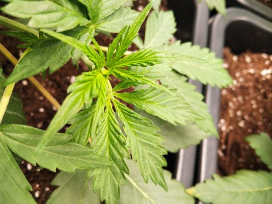 20-days-old-plants-start-floweringis-this-normal-3.jpg