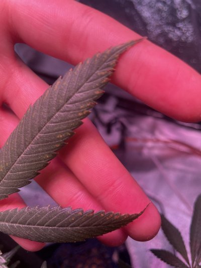 Wk10 Day5 Need help on diagnosis