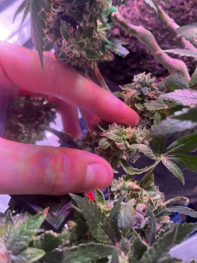 Wk10 Day5 Need help on diagnosis