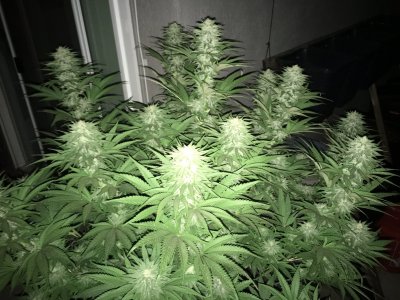 Winter Outdoor Run - Fire OG - First Thread!!!