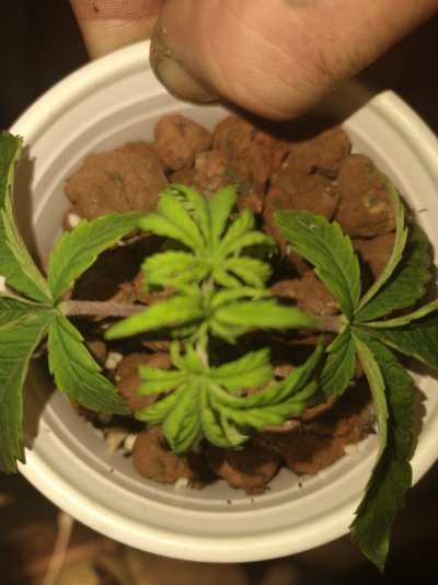 help-in-desperate-need-of-advicesick-seedling-5.jpg