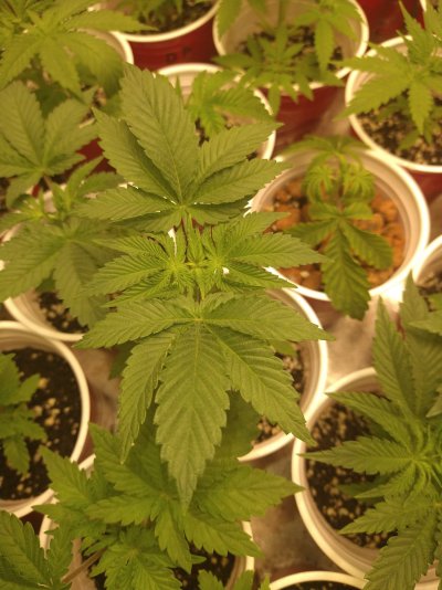 help-in-desperate-need-of-advicesick-seedling-7.jpg