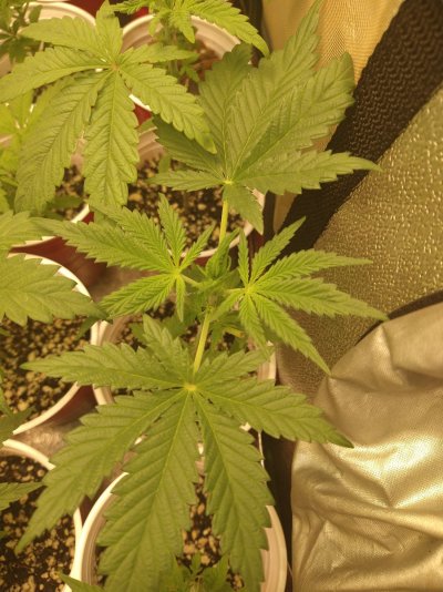 help-in-desperate-need-of-advicesick-seedling-9.jpg