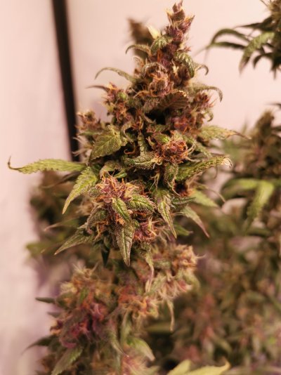 HELP! Can Hydrogen Peroxide Kill mould late in Flower???