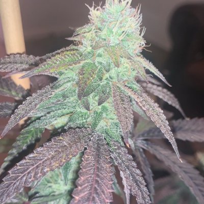 Cannarado grumpz. Teaser.  And more soon....