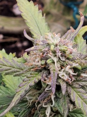 Heavy Defoliation. Day 6 of flower.
