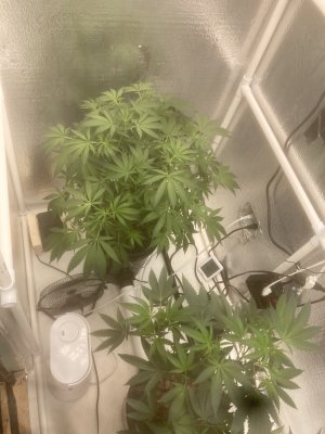 3.7ft x 9 x 8ft garage grow room build