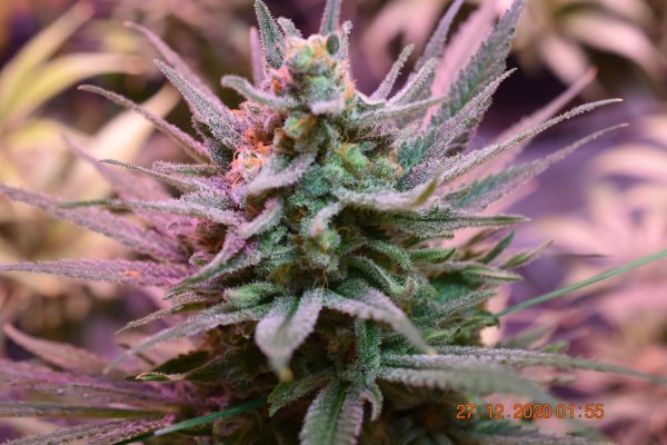 sharing-my-current-grow-flowers--close-up-11-4.jpg