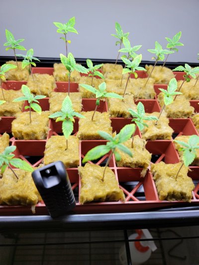 solo-mission-first-time-with-seeds.jpg